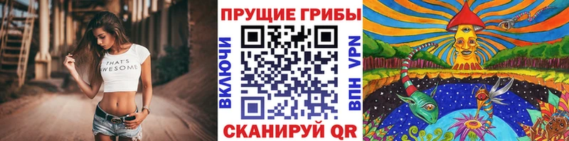Галлюциногенные грибы Psilocybine cubensis Котельнич